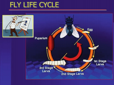 calliphoridae life cycle